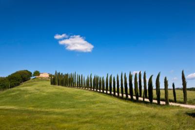 mauritius images - 05090706 - Italy, Tuscany, Crete, View of farm with cypress trees.jpg