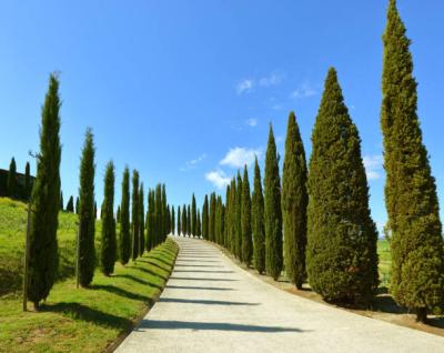 istockphoto-963167504-612x612.jpg
