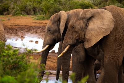 elephants-3396025_1280.jpg